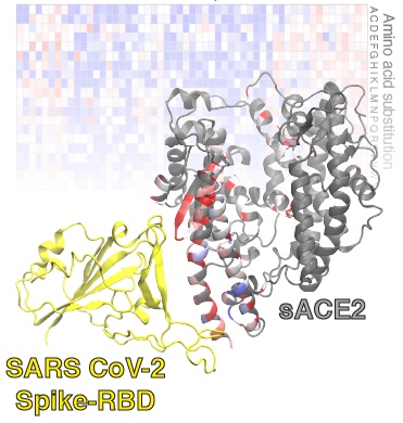 ACE2 machine learning design
