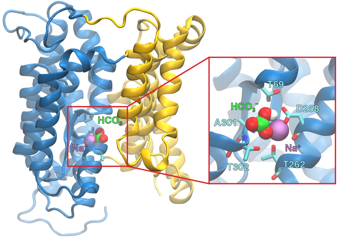 BicA bicarbonate transporter